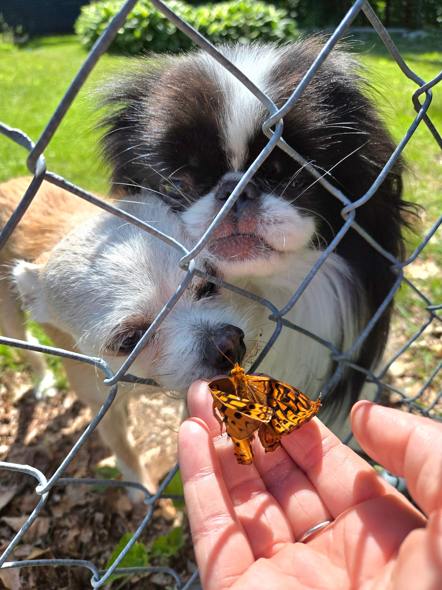 Zap the butterfly meets his dog-brothers.