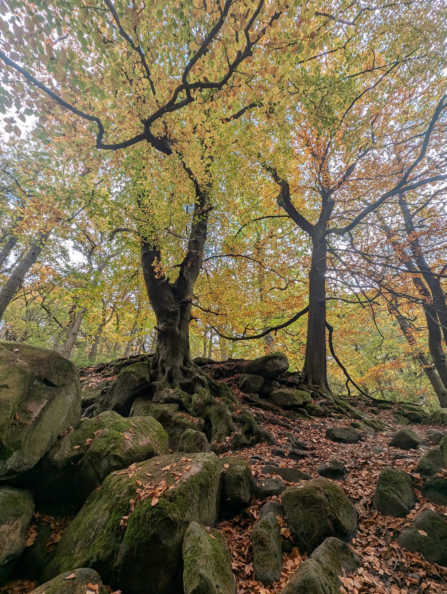 Image of an autumnal tree and surrounding scenery in Padley Gorge in the Peak District