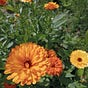 Marigold 🏵️'s avatar