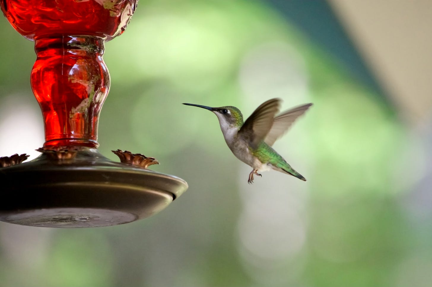 A female Ruby-throated Hummingbird approaches a feeder against a dappled green background.