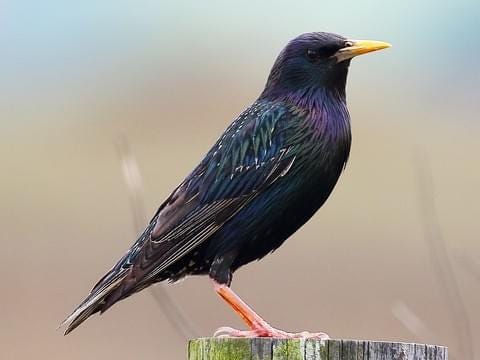 European Starling Breeding adult