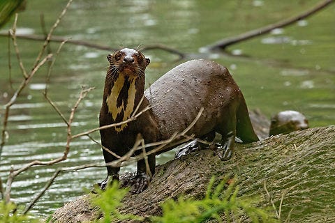 Giant otter (Pteronura brasiliensis) - JungleDragon