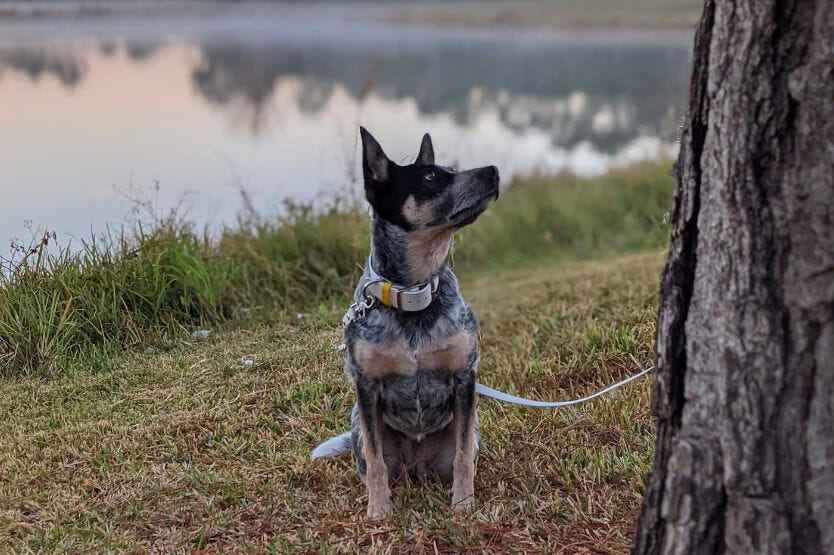 Scout the blue heeler posing near a pond on a beautiful foggy Florida morning