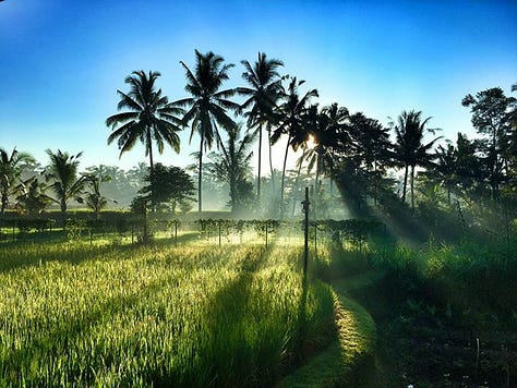 Light On Life retreats at Being Sattvva, Ubud, Bali