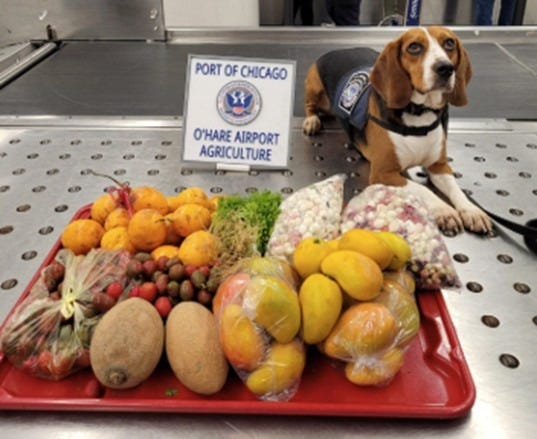 On May 8, 2026, CBP K9 “Thena” discovered a veritable salad bar of undeclared fruit inside luggage arriving from Mexico in Chicago. (US Customs & Border Protection photo) On May 8, 2026, CBP K9 “Thena” discovered a veritable salad bar of undeclared fruit inside luggage arriving from Mexico in Chicago. (US Customs & Border Protection photo)