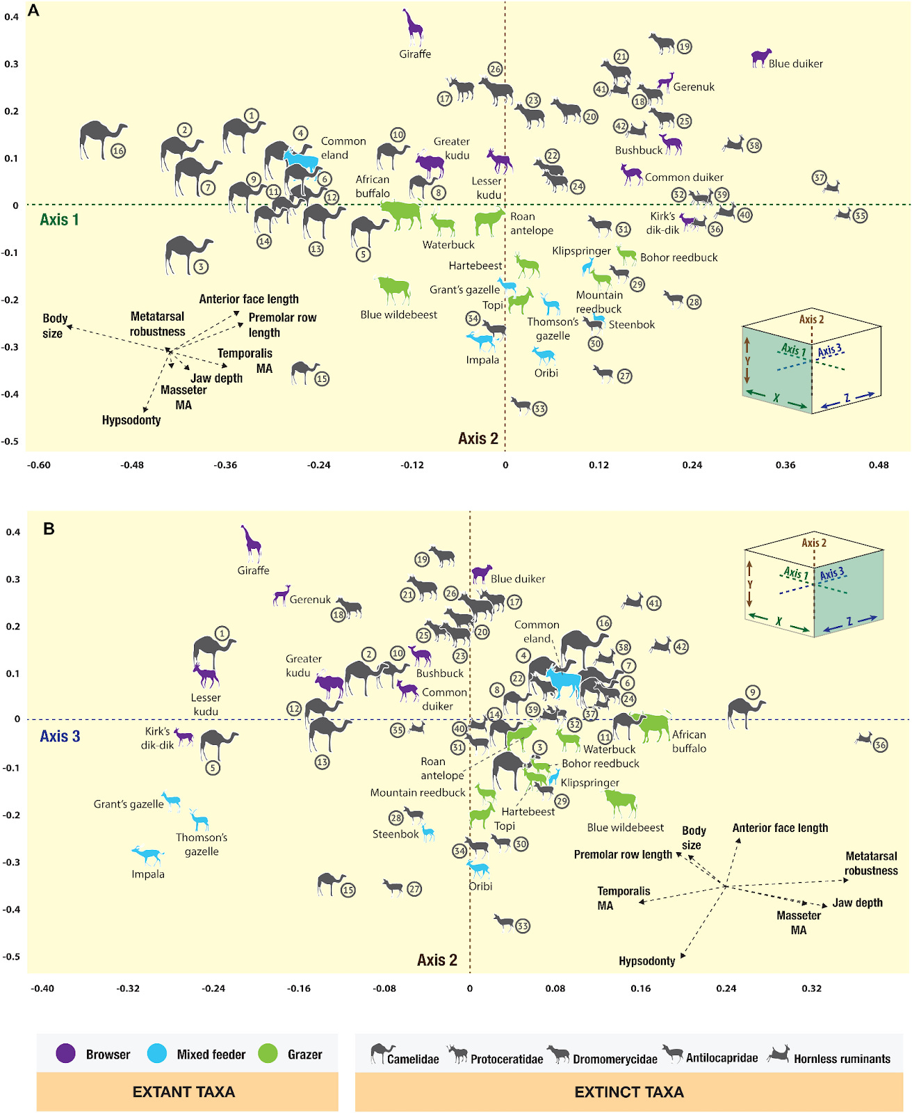 Plots of 64 living and extinct ungulate species according to different indices including body size, jaw depth, tooth length, and other anatomical characteristics. Plots of 64 living and extinct ungulate species according to different indices including body size, jaw depth, tooth length, and other anatomical characteristics.