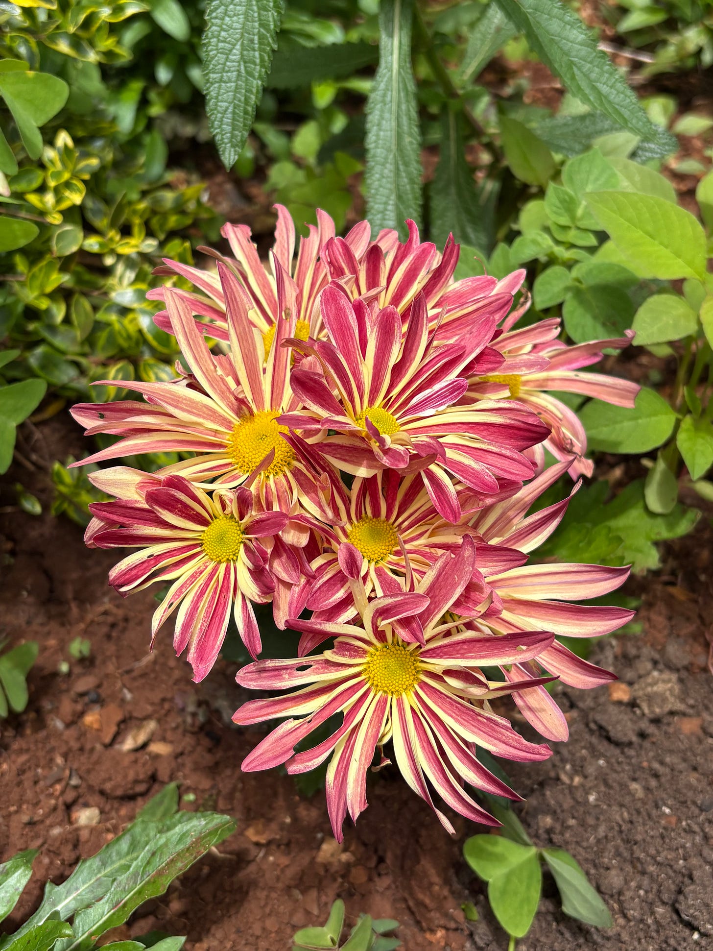 red and yellow striped chrysanthemum flowers red and yellow striped chrysanthemum flowers