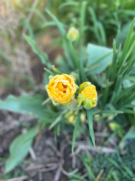 Pink lilac, everbearing strawberries, yellow tulips. 