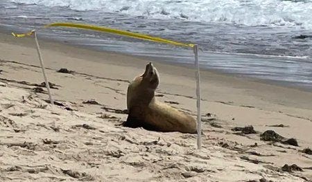 Un lion de mer sous l'effet d'une algue toxique Un lion de mer sous l'effet d'une algue toxique