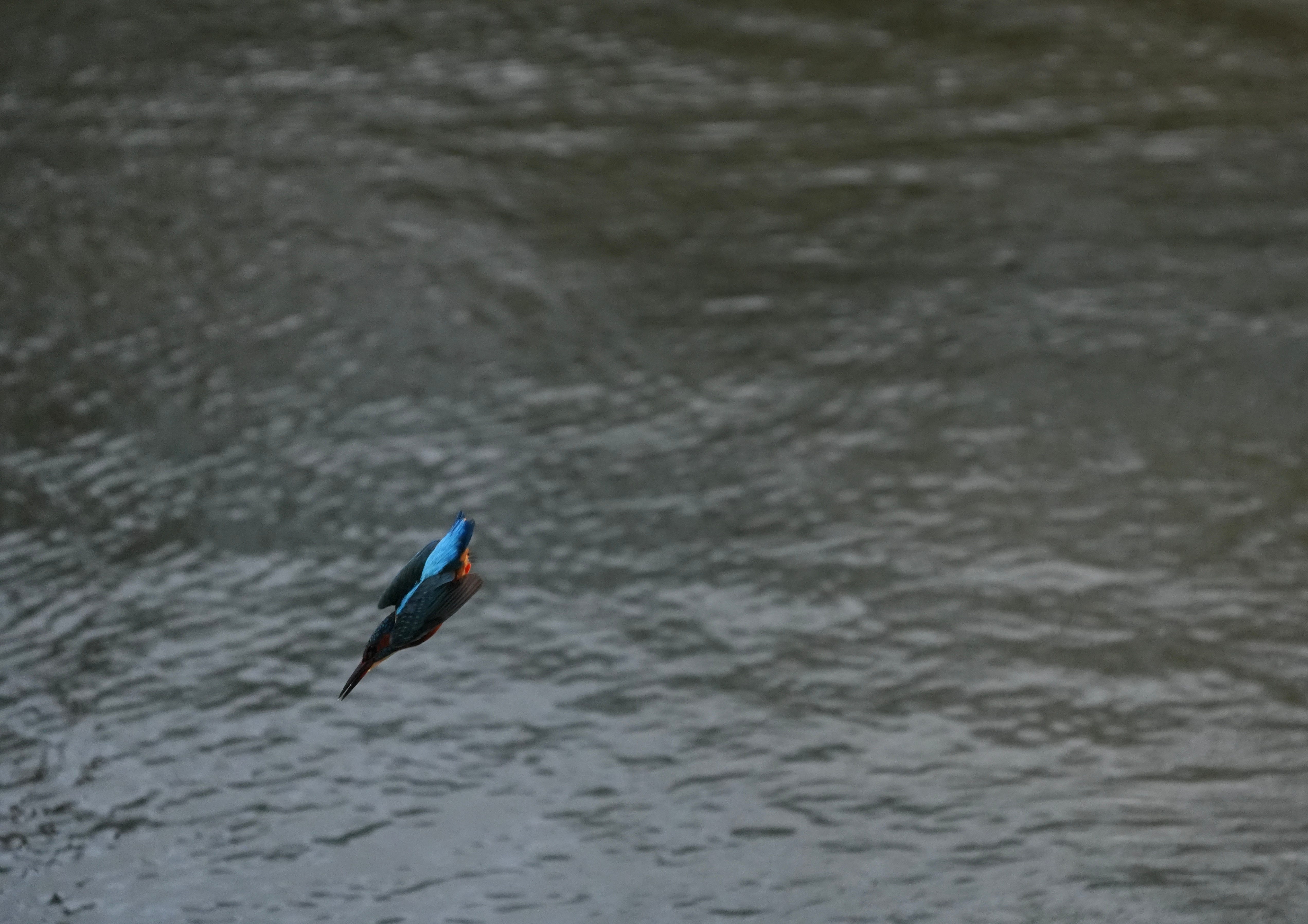 Kingfisher Alcedo Atthis Kingfisher Alcedo Atthis