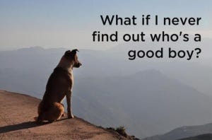 whos a good boy