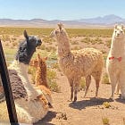 Lithium Coups and Llama Sutra, too!