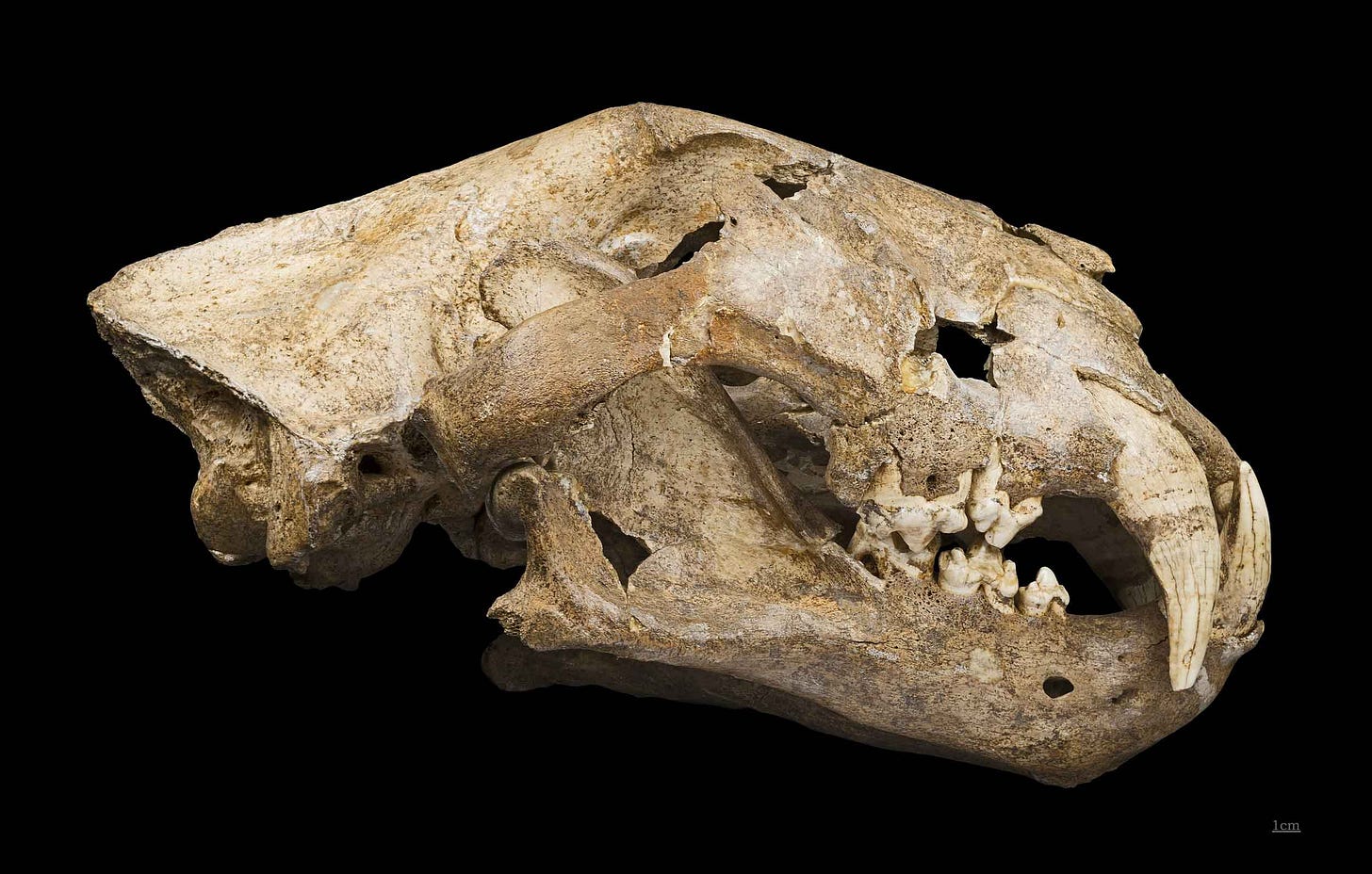 Cave lion skull viewed from right side