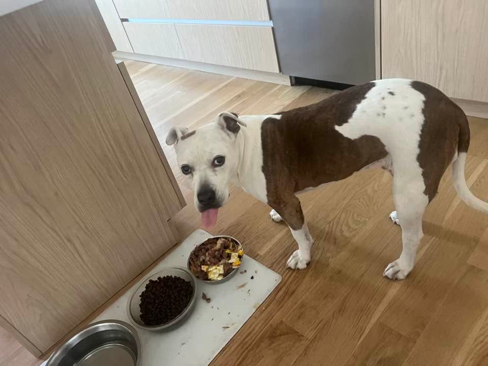 May be an image of dog
