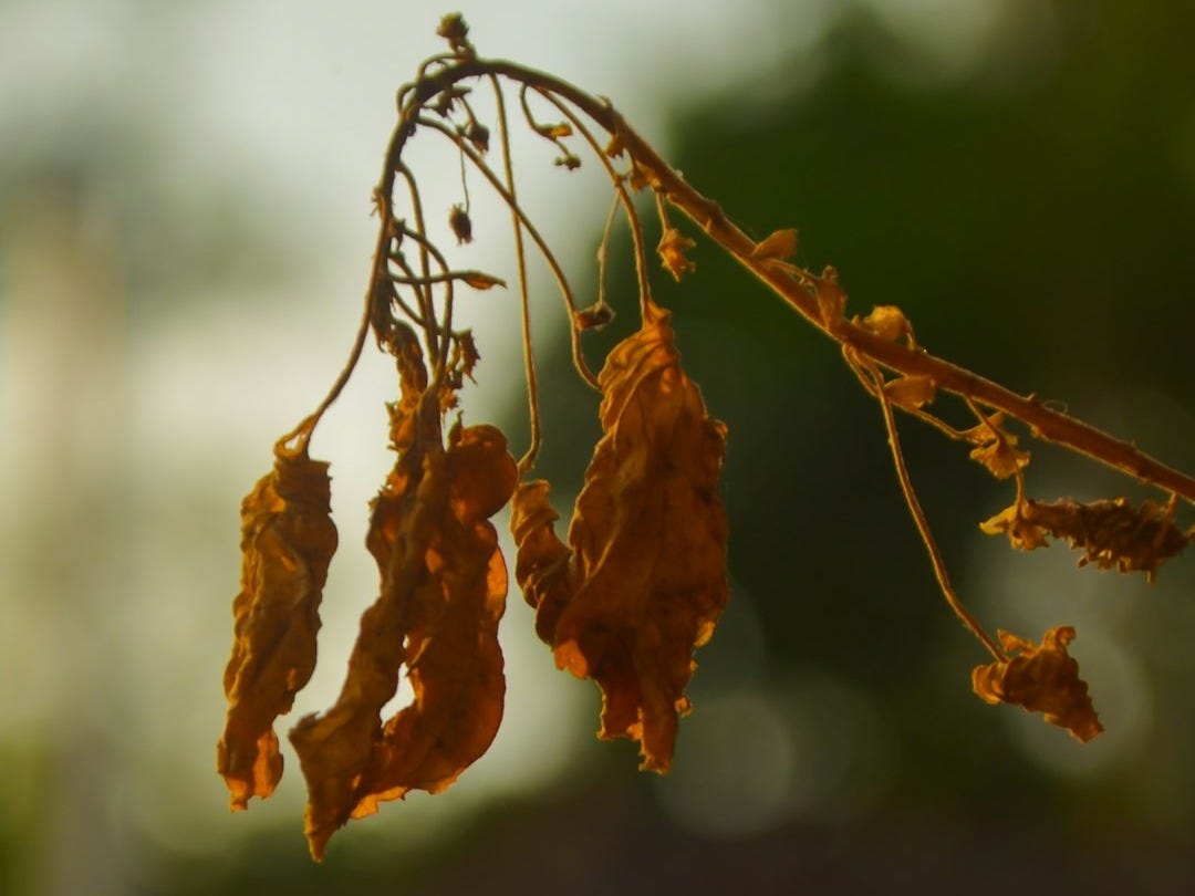 a close up of a tree branch with leaves a close up of a tree branch with leaves