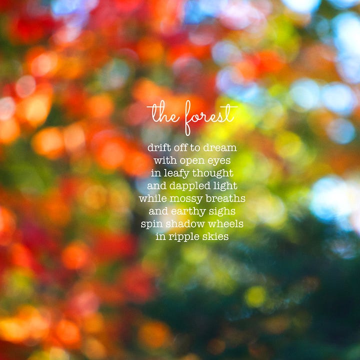 A gallery of two photos show the cover of a book, with the title "Forest Portraits" shown in dappled yellow against a shadowy, leafy green background. The second photo features an interior introductory page, where a bokeh image of fall colors forms the background to a short poem: The Forest. Drift off to dream / with open eyes / in leafy thought / and dappled light / while mossy breaths / and earthy sighs / spin shadow wheels / in ripple skies. 