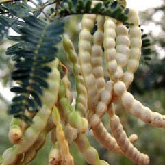 Mesquite Bean Harvesting - The Urban Farm