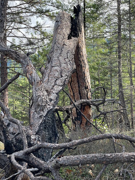 burned out trees