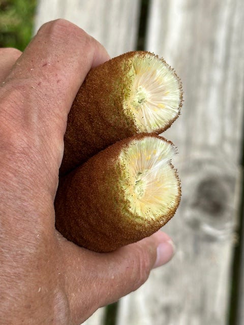 Interior of the cattail 'sausage'