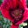 Polyxena of the Pink Poppy's avatar