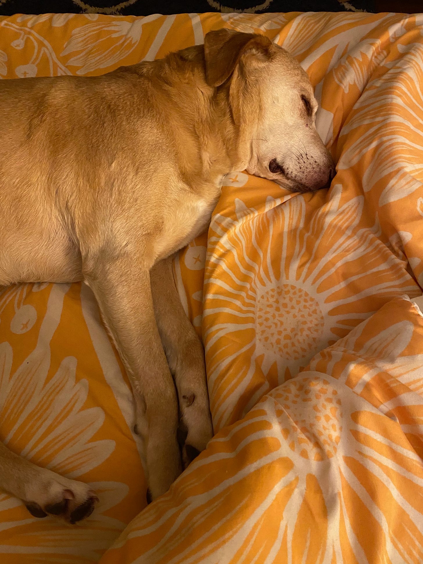 My dog Nessa sleeping with her legs stretched out in front of her on a yellow bedspread.