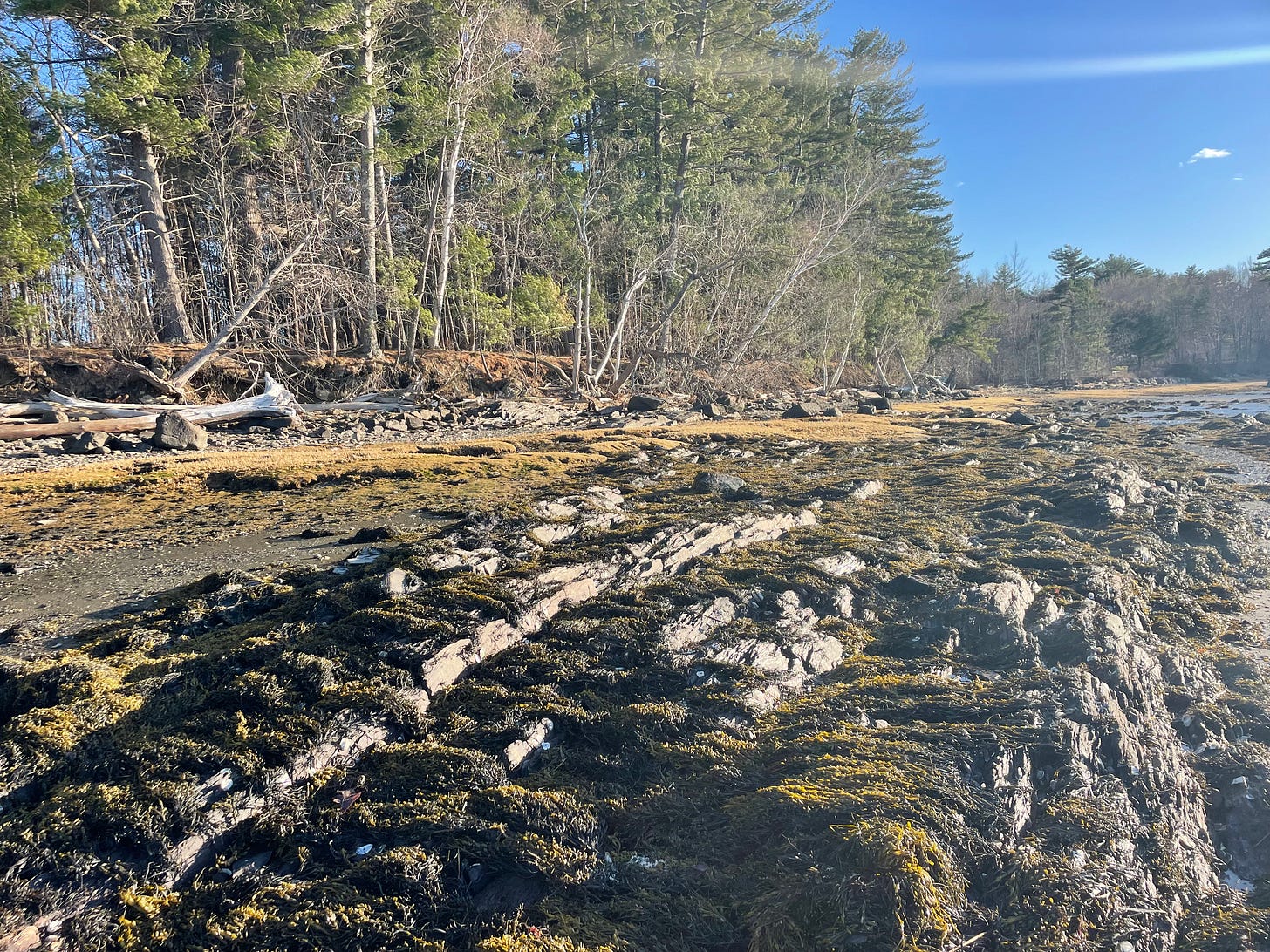 Swathes of rockweed covering the shoreline. Swathes of rockweed covering the shoreline.