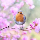 Welcoming Spring: Journal Prompts & Tarot Messages