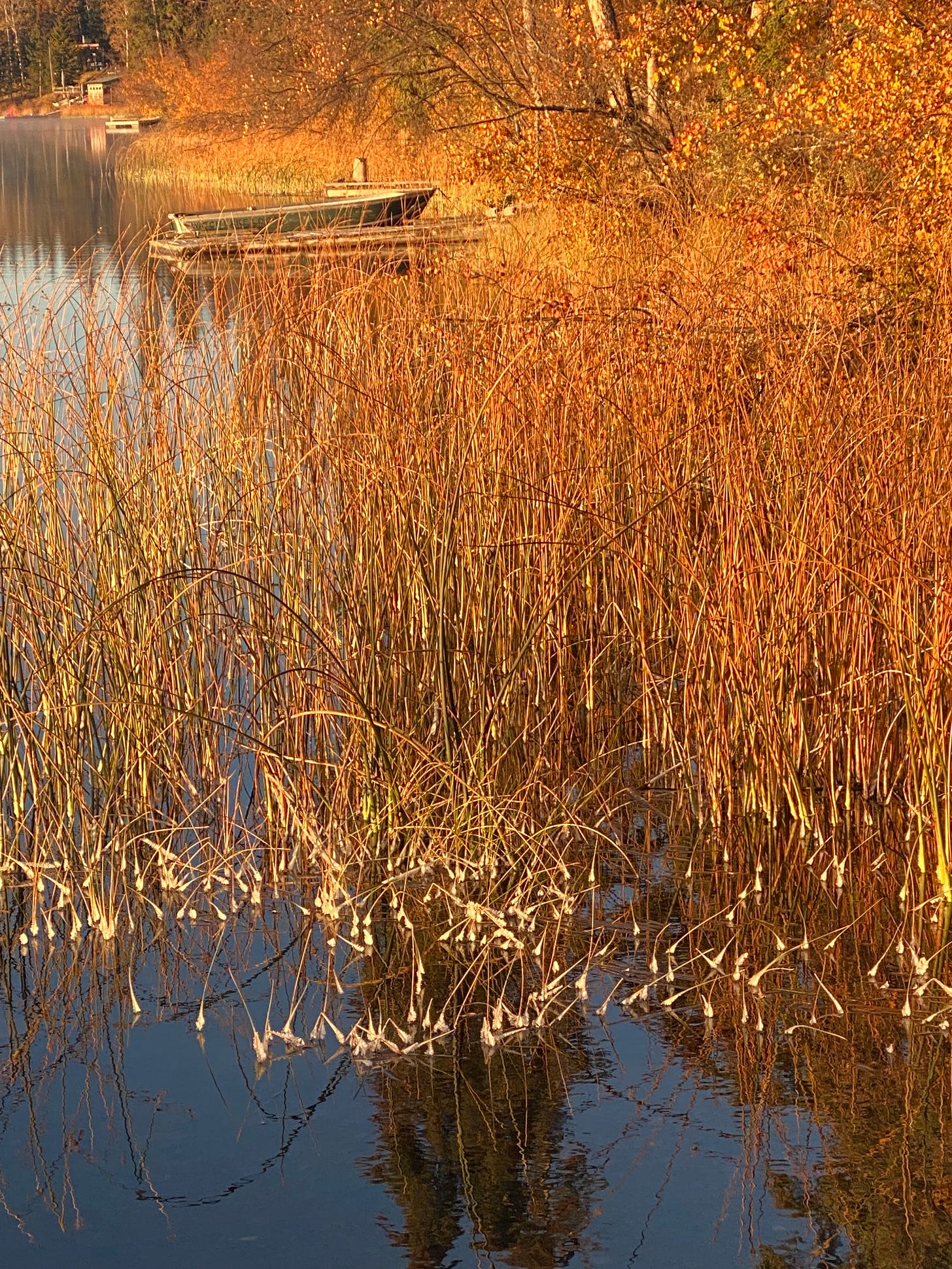 The Lake in Fall, everything gold and orange