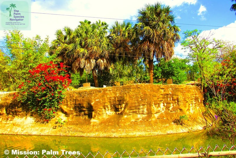 palms and other plants on top of a small cliff alongside a stream palms and other plants on top of a small cliff alongside a stream