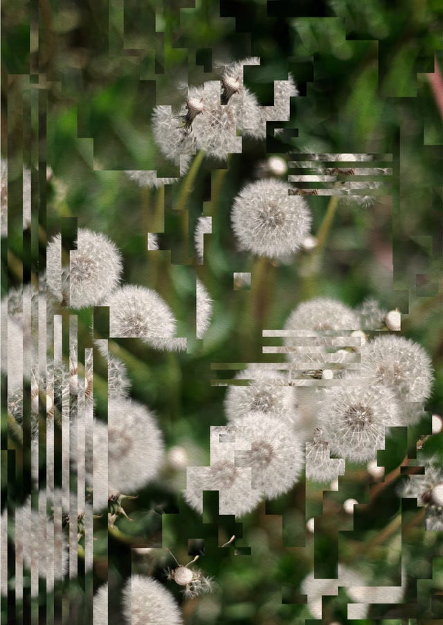 A close-up photo of some dandelions, but the image is slightly distorted by digital artefacts.