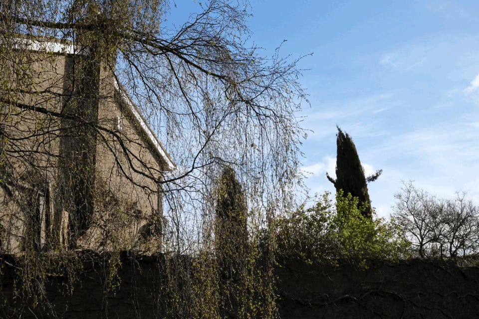 A tree that looks like it has arms peeps out from somebody's back garden. If you keep looking, it's eyes blink. I might start putting googly eyes on images that need them.