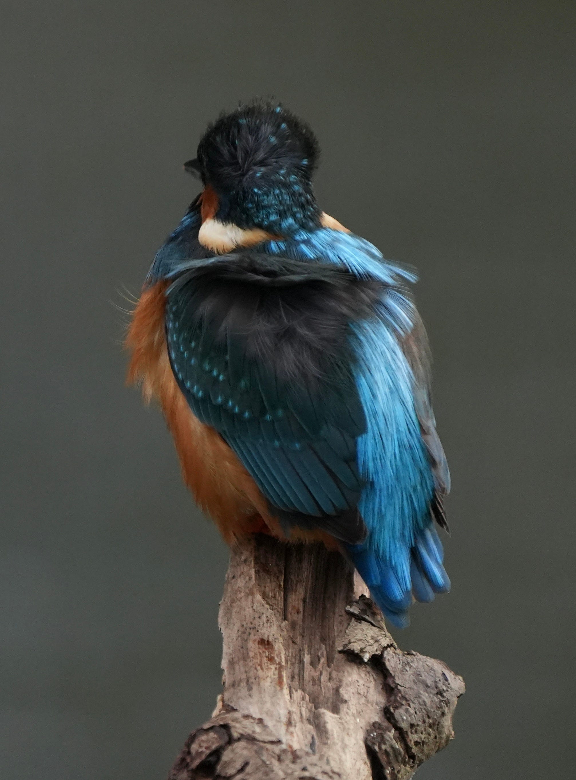 Kingfisher Alcedo Atthis Kingfisher Alcedo Atthis