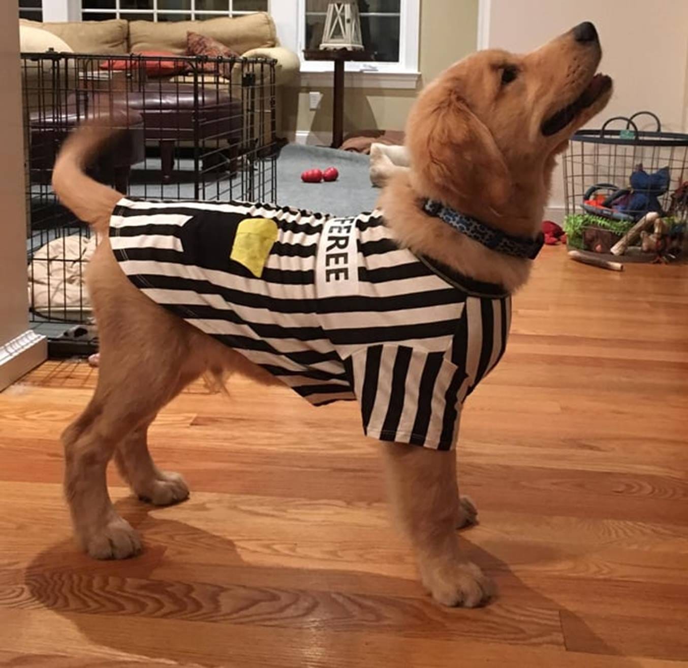 Hunter putting away his uniform until next season. : r/dogswithjobs