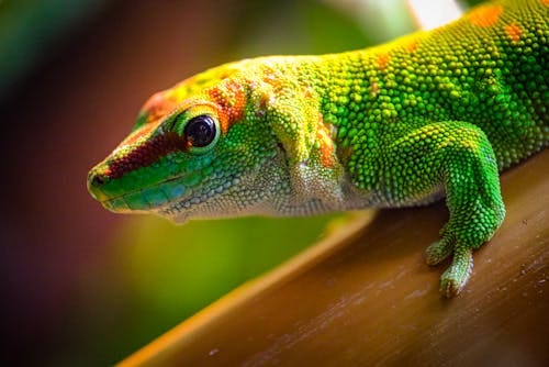 Free Vibrant image of a green gecko showcasing its textured skin on a bamboo branch. Stock Photo
