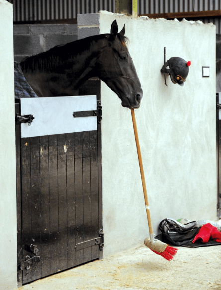 horse with broom