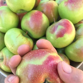 You can count the seeds in a single apple, but you cannot count the apples in a single apple seed