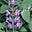 Salvia Officinalis's avatar