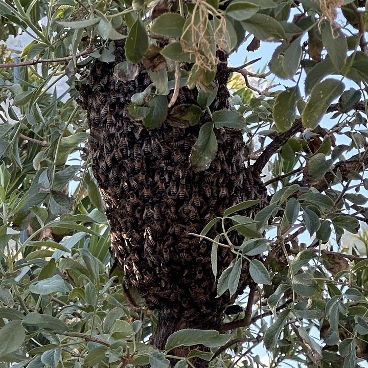 Two photos: one of a small rabbit in the desert and one of a cluster of bees on a tree trunk.