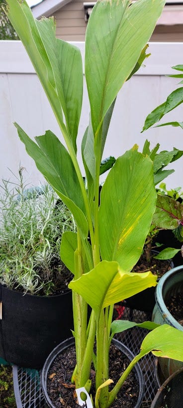 Turmeric Plants in container