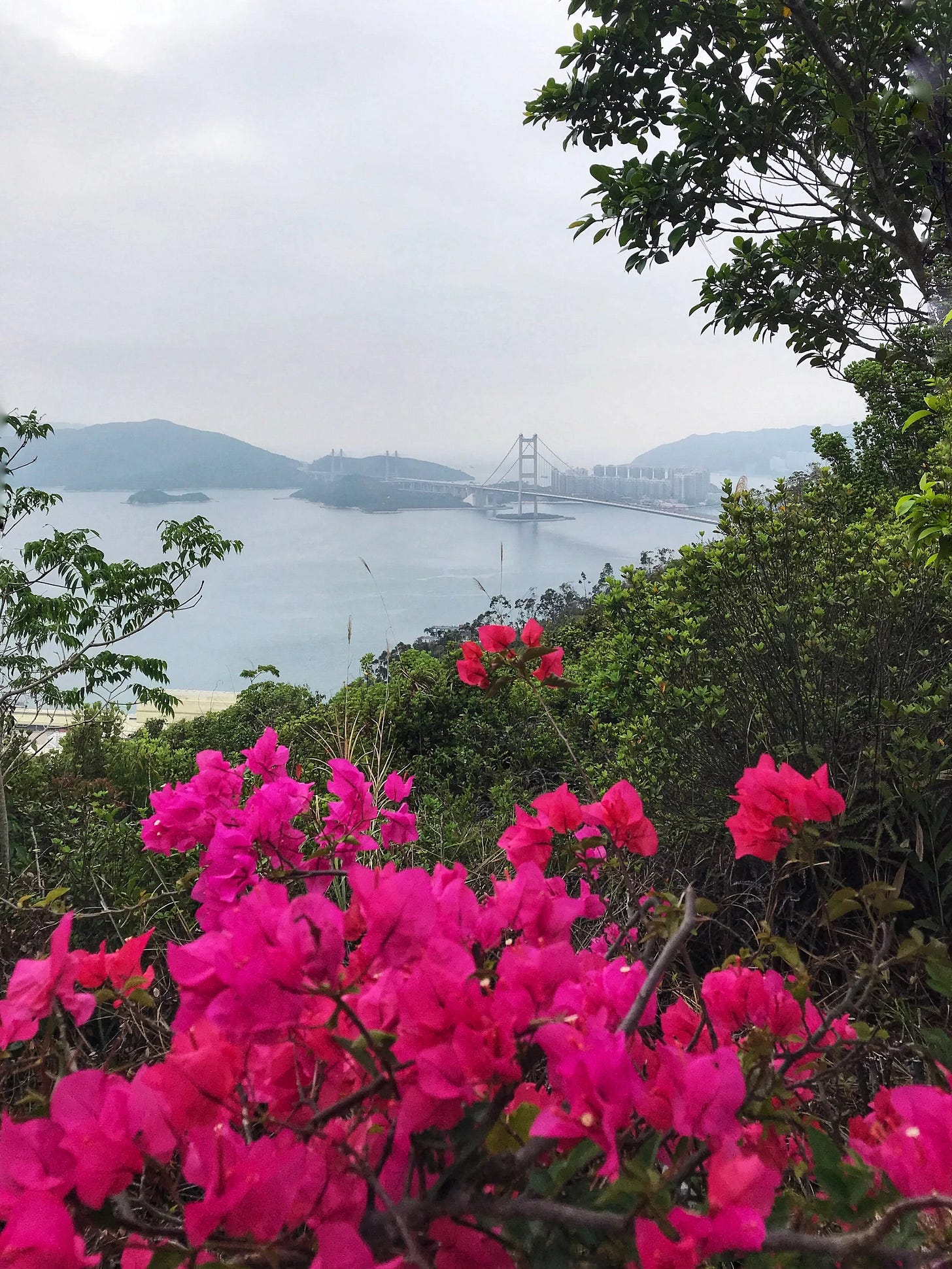  Spring blossoms along Tsing Yi Nature Trails 