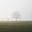 Fogfield Project's avatar
