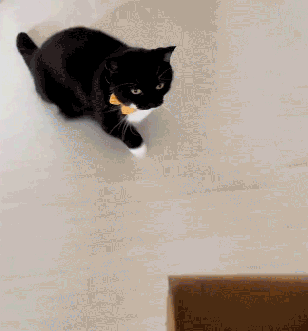 Trump zanika avtorstvo pisma Epsteinu in grozi s tožbo proti Wall Street Journalu