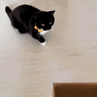 President Enigma Cankles. Tabs, Friday, July 18, 2025