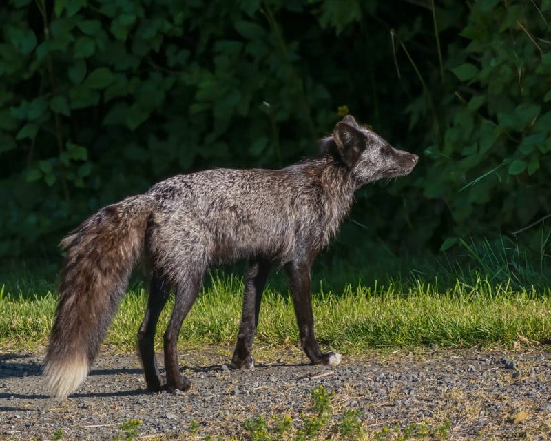 20250610-SJI3-1106-Edit.jpg 20250610-SJI3-1106-Edit.jpg