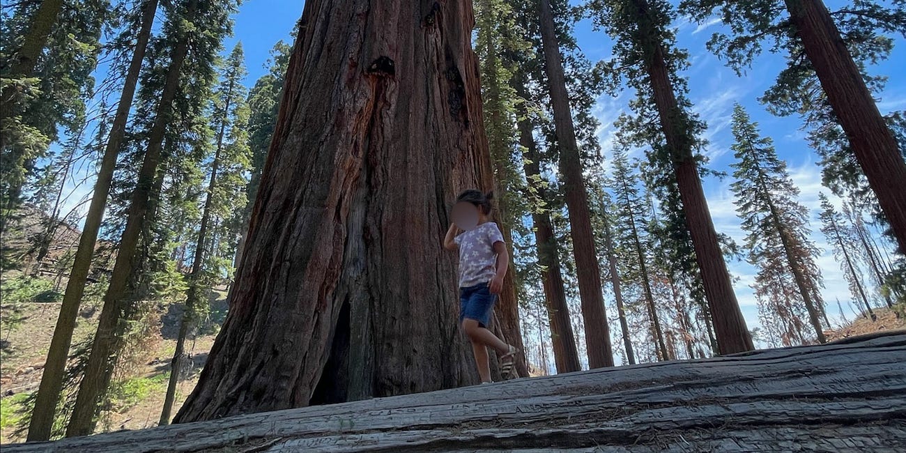 “Take a good look at these trees kids, they won't be here when you're my age"