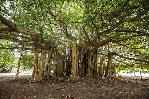 Trees in forest