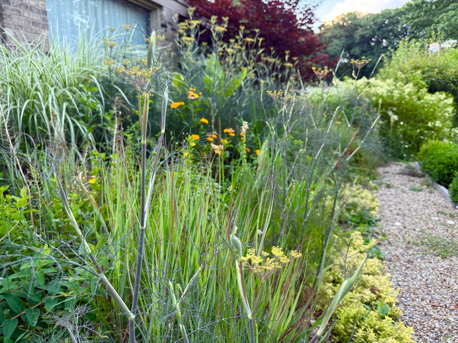 Bronze fennel doing its magic in the older side of the Hot Borders