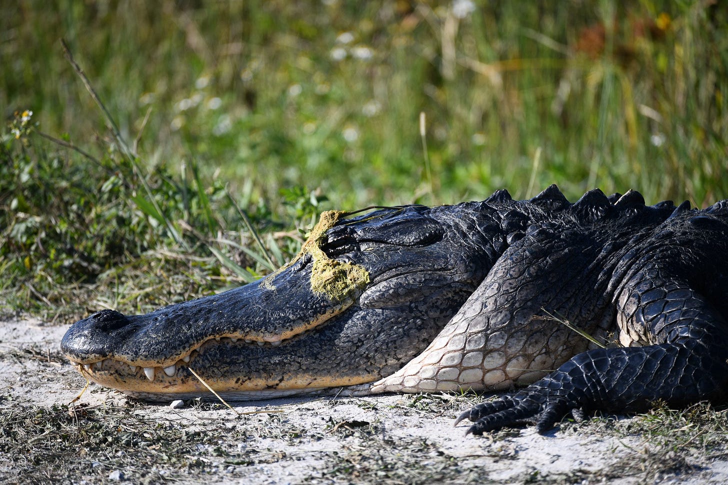 American Alligator