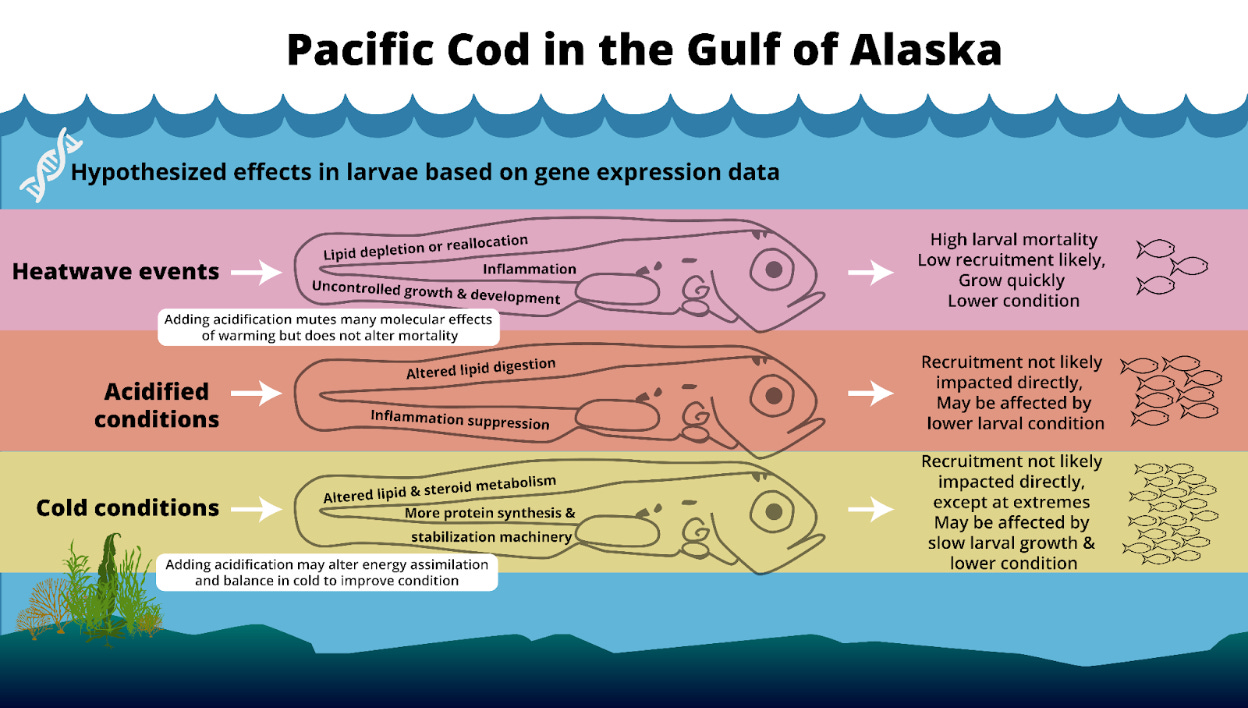 Cod Fish Environmental Before the Fish Ever Reach the Boat - The Quality Line