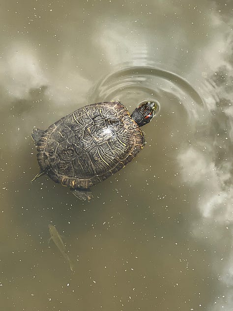 images from the birmingham botanical gardens